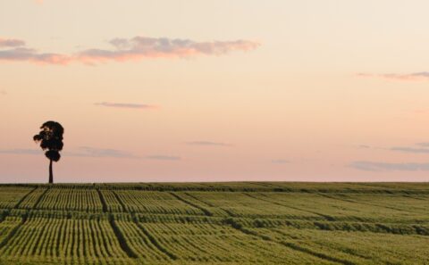 Sunset over a wheat field in Biloela, Central Queensland
