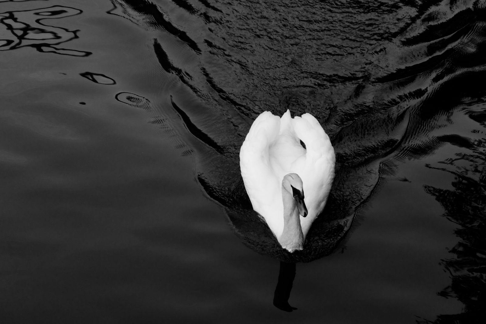 A Swan